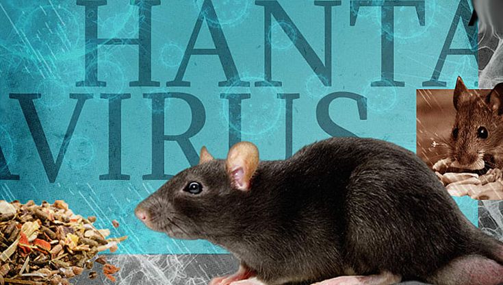 Hantavirus Risks & Rodent Infestations in Dublin